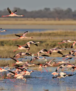 Erlebe Makgadikgadi und Nxai Pan